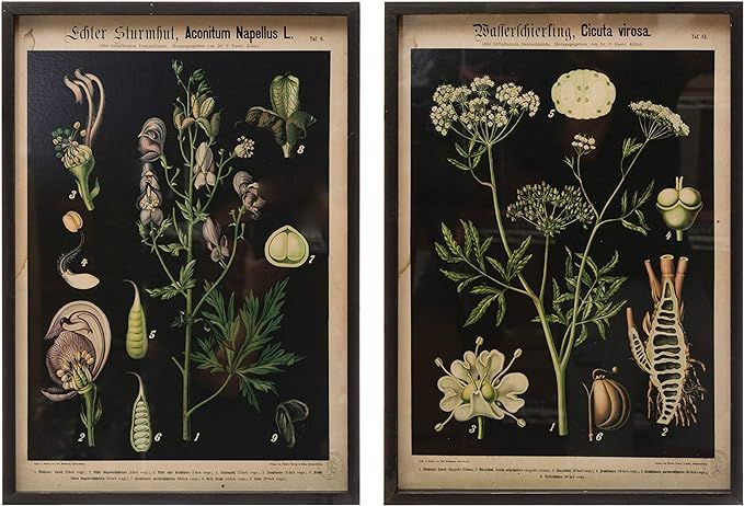 Creative Co-Op Wood Framed Botanical Wall Decor Portrait, Multicolor, Set of 2 | Amazon (US)