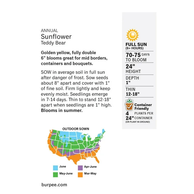 Burpee Teddy Bear Sunflower Flower Seed | Walmart (US)