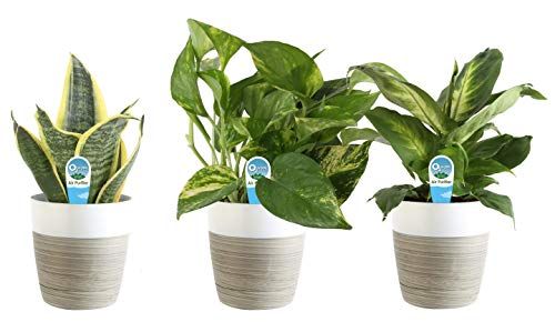 Costa Farms Clean Air 3-Pack O2 For You Live House Plant Collection, White Decor Planter, Green, Yel | Amazon (US)