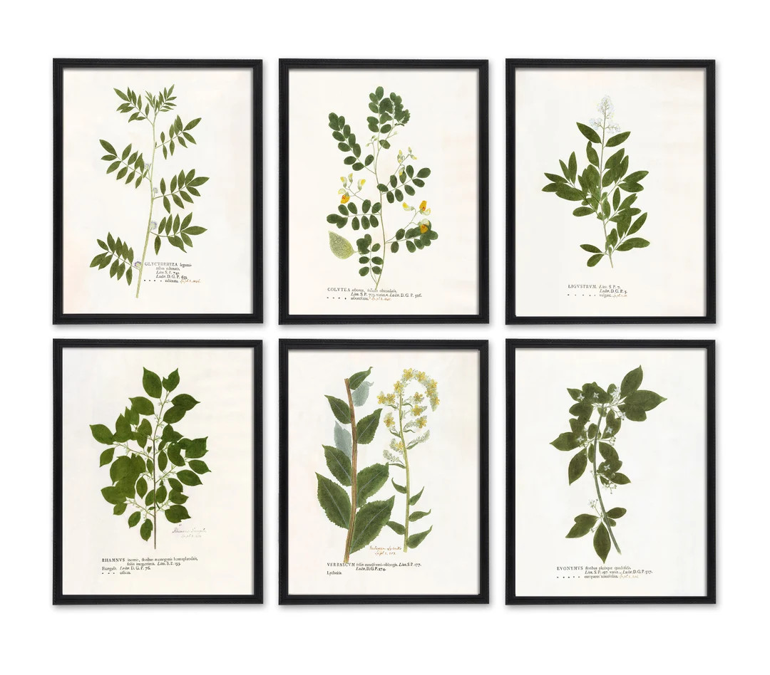 Vintage Botanical Prints Set of 6, Modern Cottage Wall Decor, Antique Victorian Florals, Vintage ... | Etsy (US)