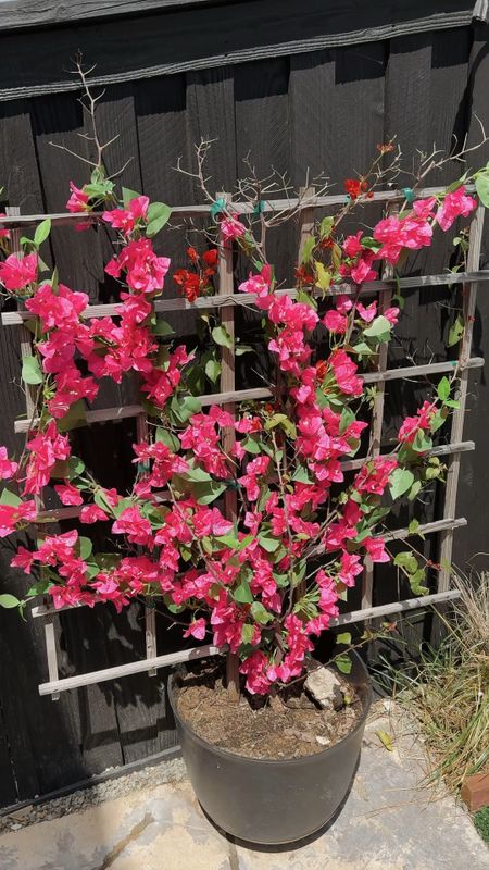 If your plants aren't growing fast and you want instant color in your backyard, add faux stems! I found this pack of 16 bougainvillea stems for under $40 and the look real 💗

#LTKFindsUnder50 #LTKHome #LTKVideo