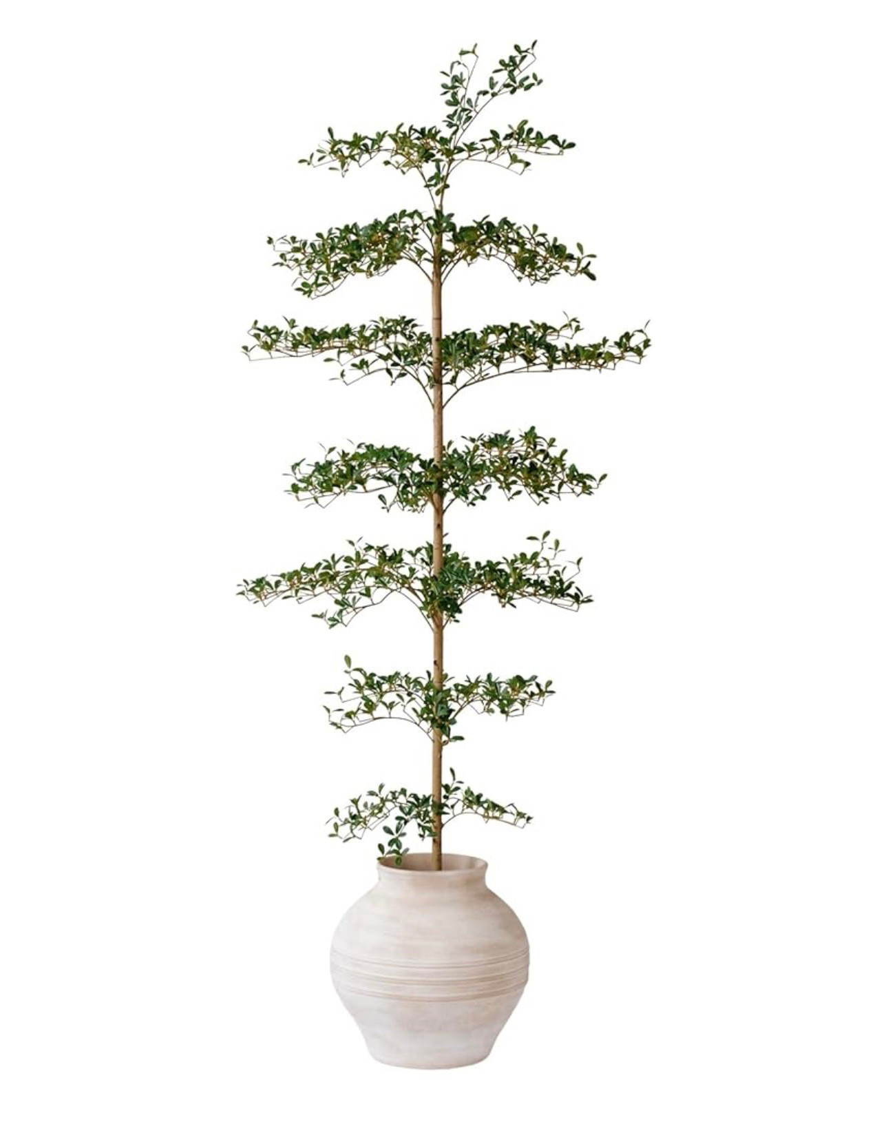 Beautiful shady lady tree! 

#LTKHome