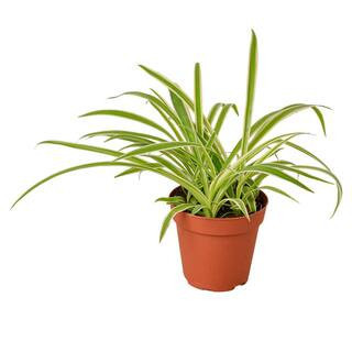 Spider Plant Reverse (Chlorophytum comosum variegatum) Plant in 4 in. Grower Pot | The Home Depot