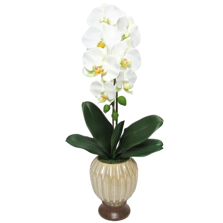 Phalaenopsis Orchid Centerpieces in Pot | Wayfair North America