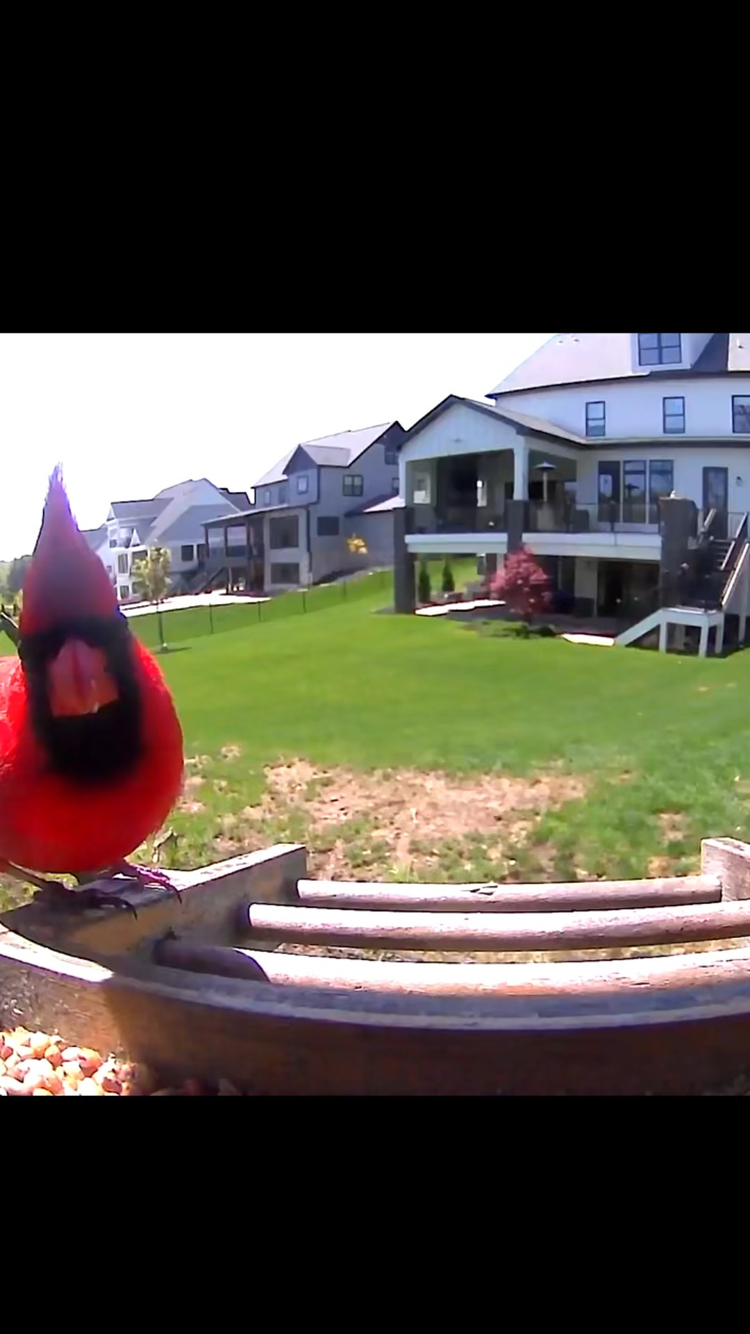 BIRD CAM!
#Camera #Bird #Gift #Ad #MothersDay #PaidLink

#LTKHome #LTKFamily #LTKMens