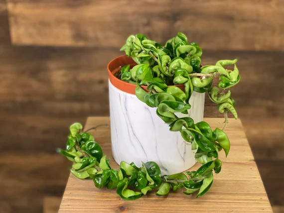 Hindu Rope Hoya AKA Hoya Carnosa Compacta Live | Etsy | Etsy (US)