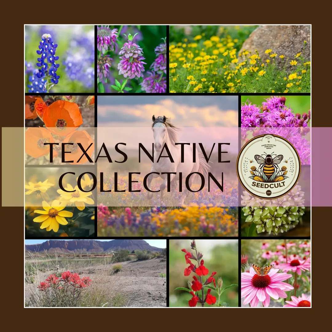 NEW! Texas Native Seed Collection, Over 4,000 Seeds! Gift Box, 18 Individual packs, Free Shipping | Etsy (Global)