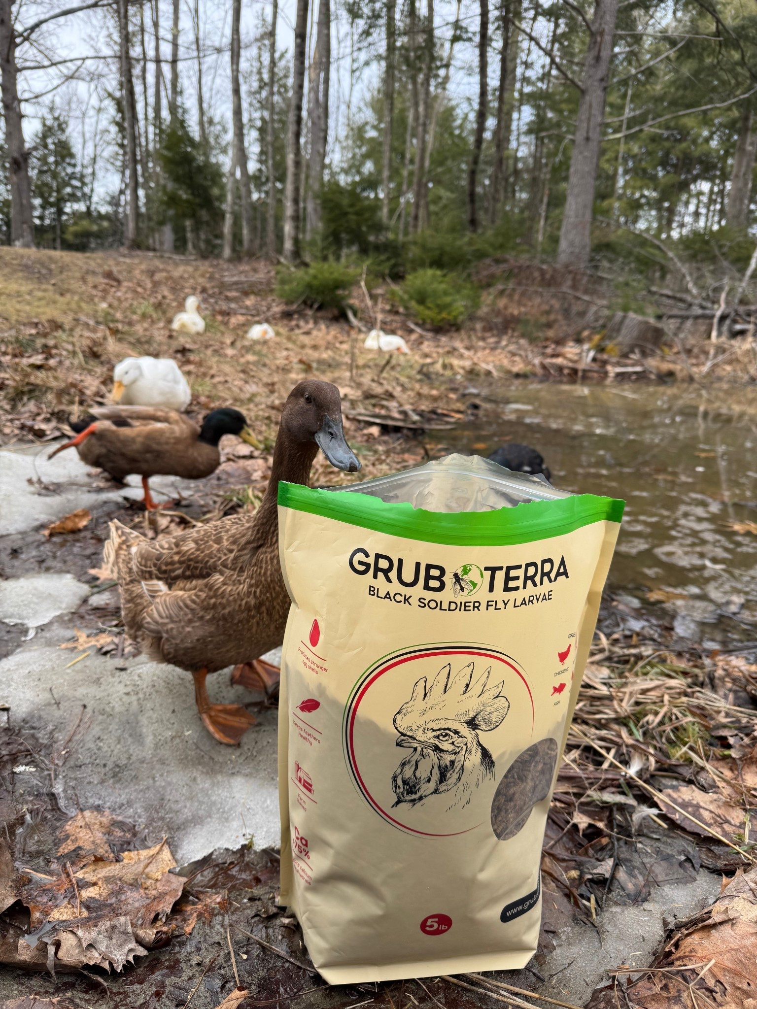 My happy Quackers are LOVING their Grubterra snacks! 🦆 

#LTKPets #LTKFindsUnder100 #LTKFamily
