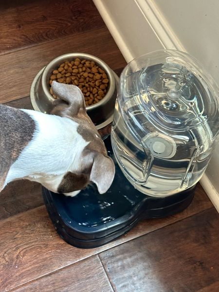 Amazing pet products from @walmart! With the high summer temps, Smoke drinks so much water that this water holder is a godsend! So much easier than continuing to refill his bowl all the time! #walmartpartner