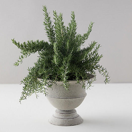 Chefs Rosemary, Metal Urn | Terrain