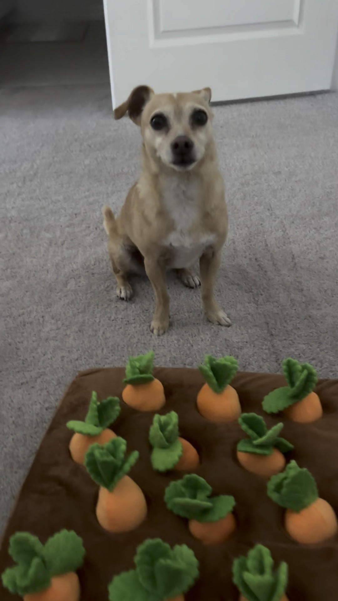 The weather is getting hotter meaning the doggos need something to do inside! My girl is soooooo particular when it comes to toys and she is actually obsessed with this little carrot patch! I put some low calorie training treats under the carrots and she is entertained for a while and gets tuckered out! 10/10 recommend 

#LTKGiftGuide #LTKSeasonal #LTKHome