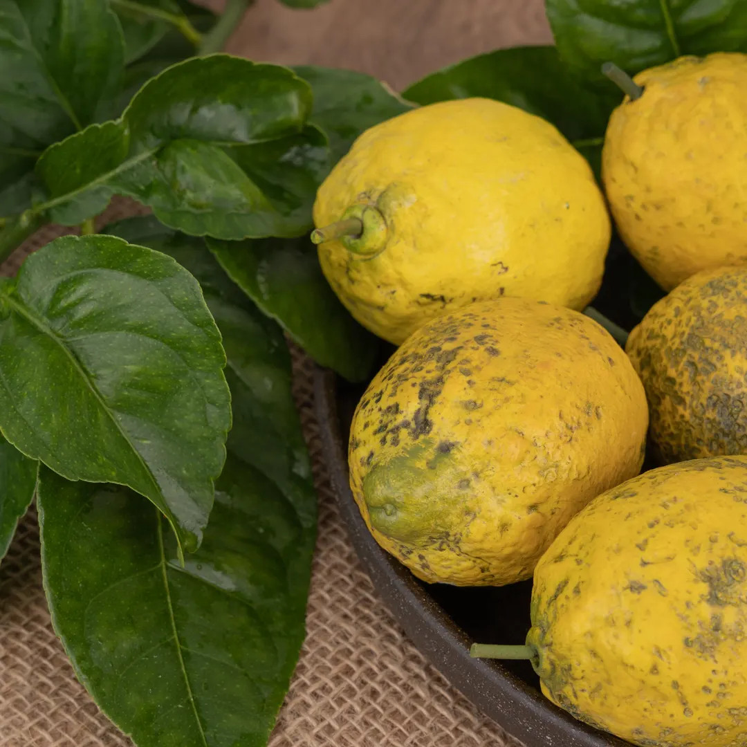 Handmade Lemon | Ceramic | Real Life Size | Etsy (US)