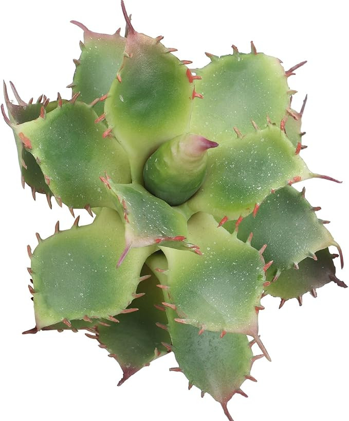 Duovlo Pack of 2 Artificial Succulent Plant 5.15 Inch Faux Succulents Agave potatorum Flower Arra... | Amazon (US)