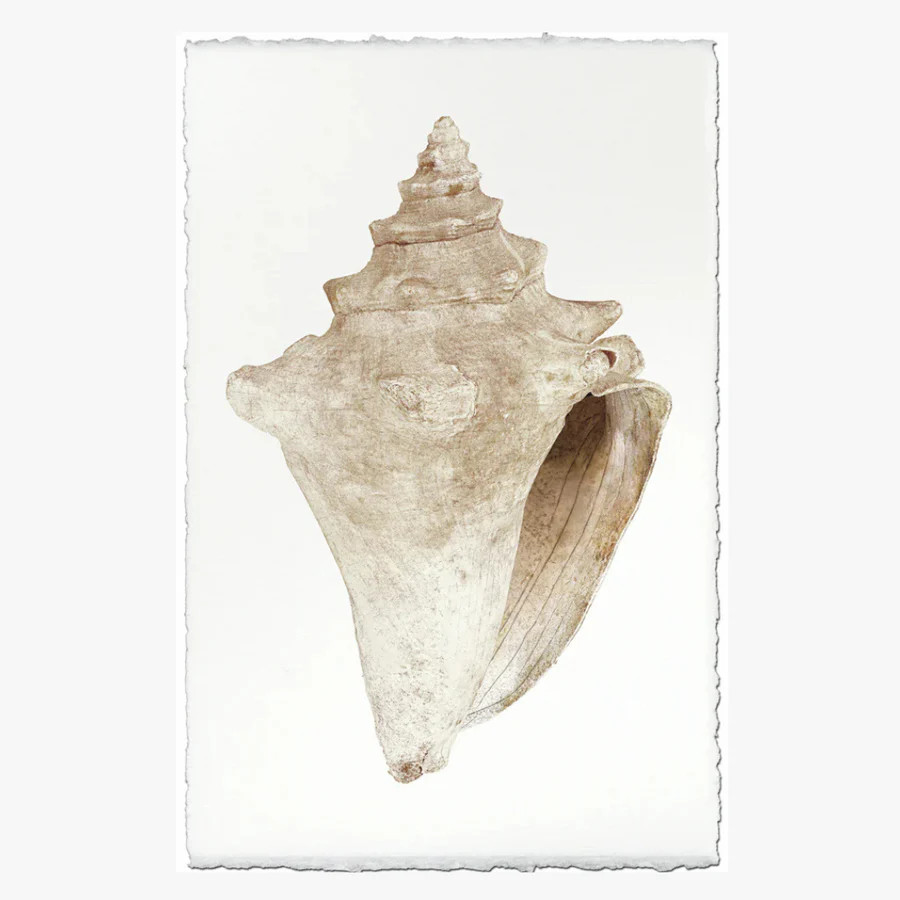 Weathered Conch Art Print | Dear Keaton