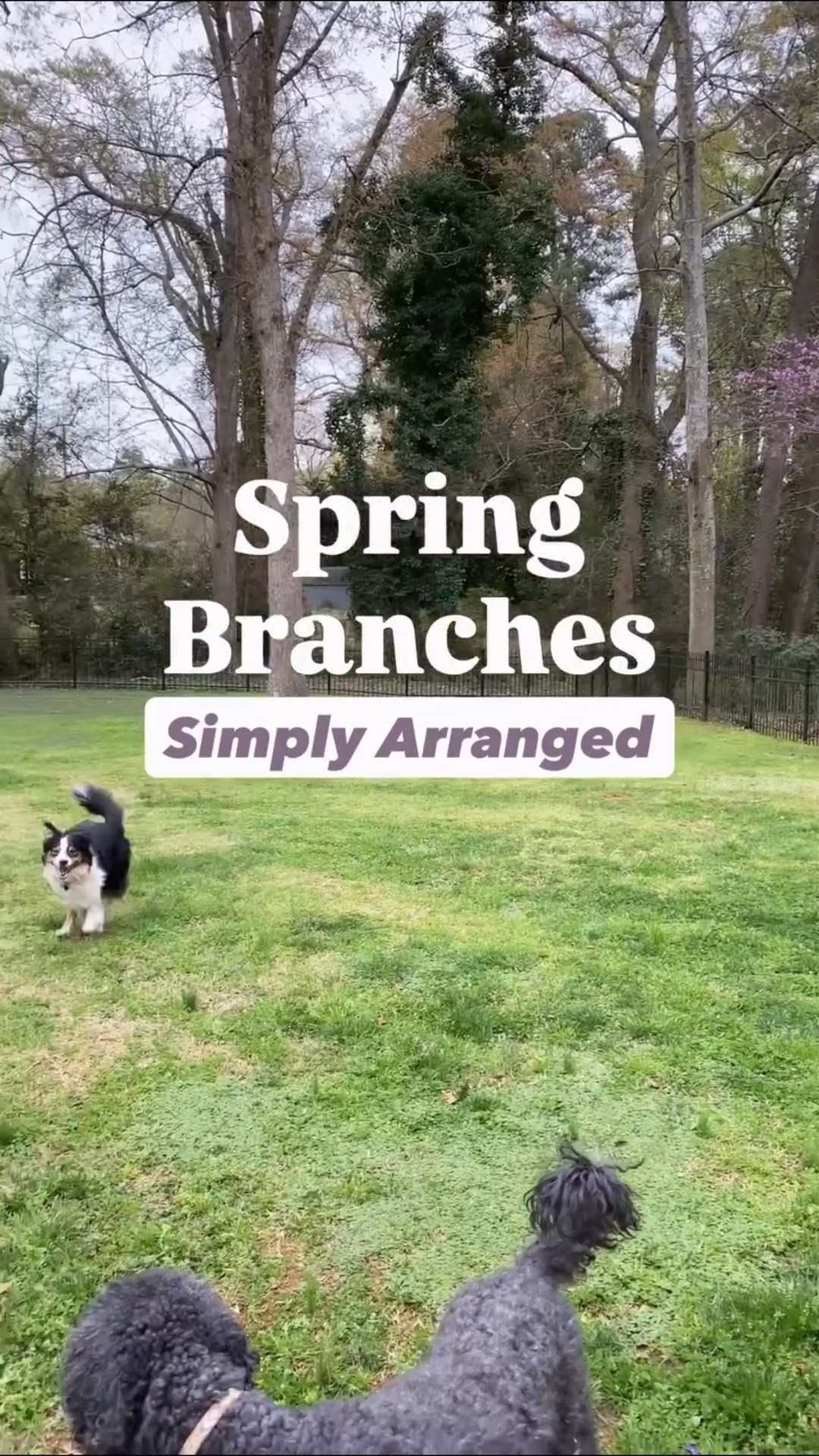 Bringing a few branches indoors is one of the simplest ways to create beautiful spring floral arrangements.

In this arrangement, I used eastern redbud branches from my yard, but forsythia, cherry, and dogwood all work just as well. With just a few stems and a simple vase, you can create spring flower arrangements that feel natural and timeless.

Comment BLOOM and I’ll send you the full article with step-by-step instructions on how to cut, force, and arrange flowering branches indoors.

Do you have any spring blooming trees in your yard? 🌸