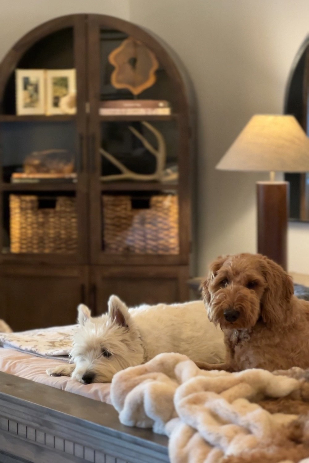 Neutral, cozy, pet approved bedroom finds!

#LTKHome #LTKSummerEdit #LTKSeasonal