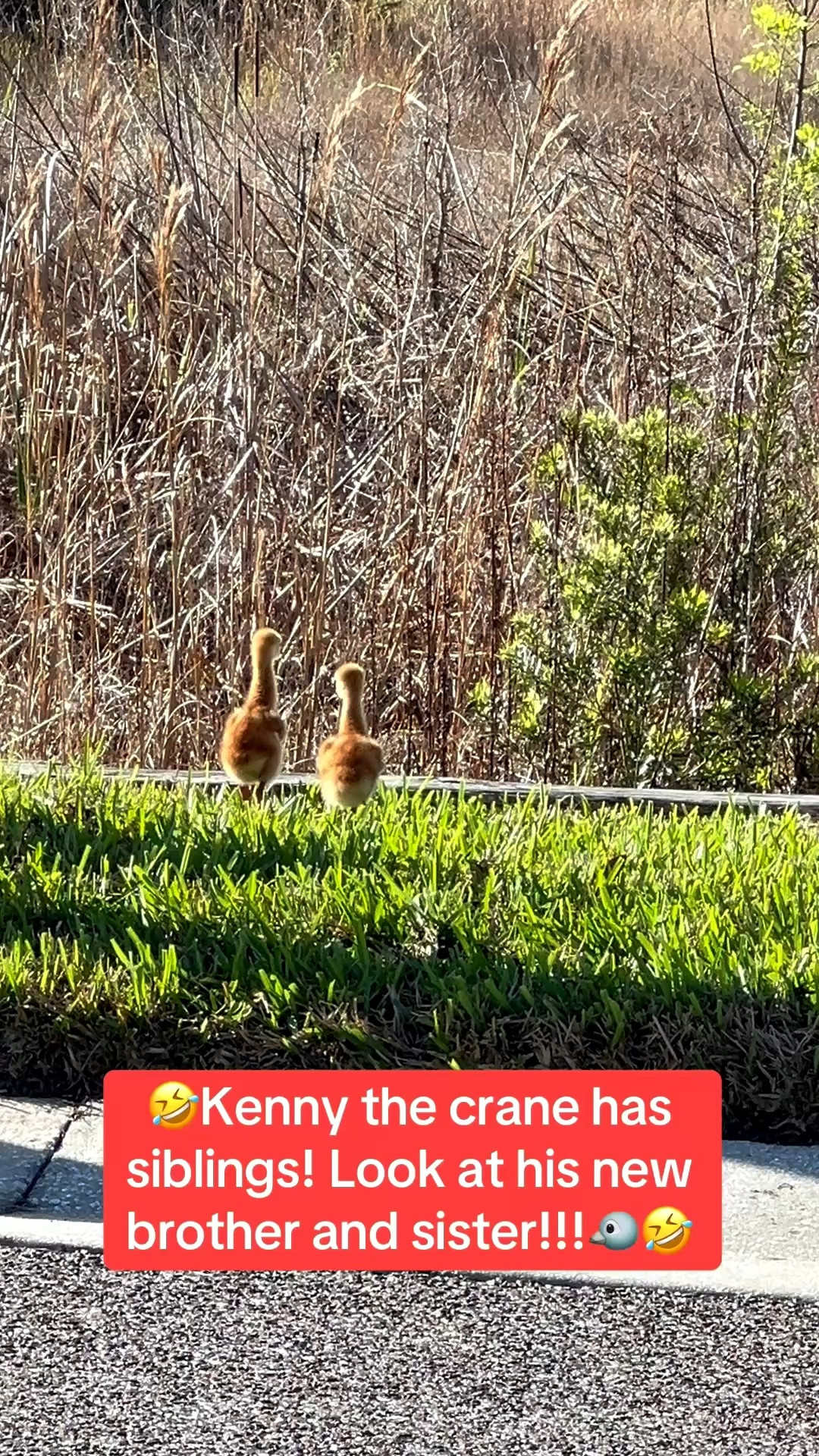 Daily walk in my Hoka sneakers and I saw Kenny the Sandhill crane’s siblings. They are so cute!

Linking my Hoka’s. Favorite sneakers of all time!


#LTKSeasonal #LTKOver40 #LTKSaleAlert #LTKU #LTKTravel #LTKdayinmylife #LTKmorningroutine #LTKActive #LTKfitnessgoals
