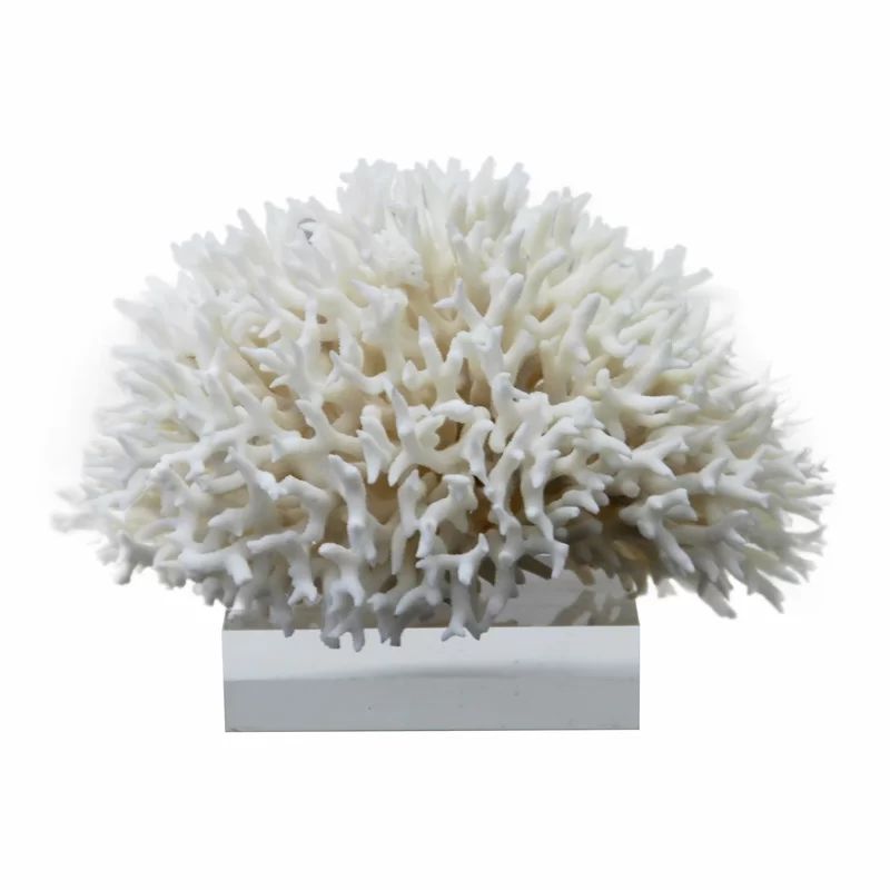 Birdsnest Coral on Acrylic Base Sculpture | Wayfair Professional