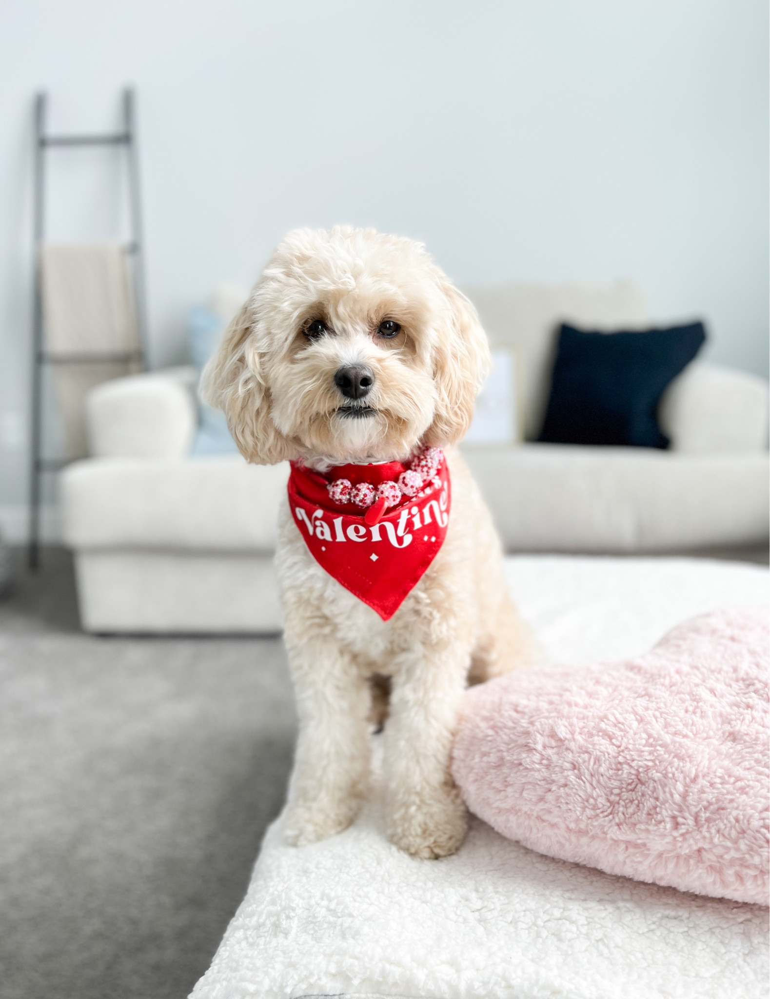 Bandana: @mybowtiebazaar 
Necklace: @agirlsyorkie 

Valentines home decor for your next puppy photo shoot! 📸 

#LTKSeasonal #LTKGiftGuide #LTKFind