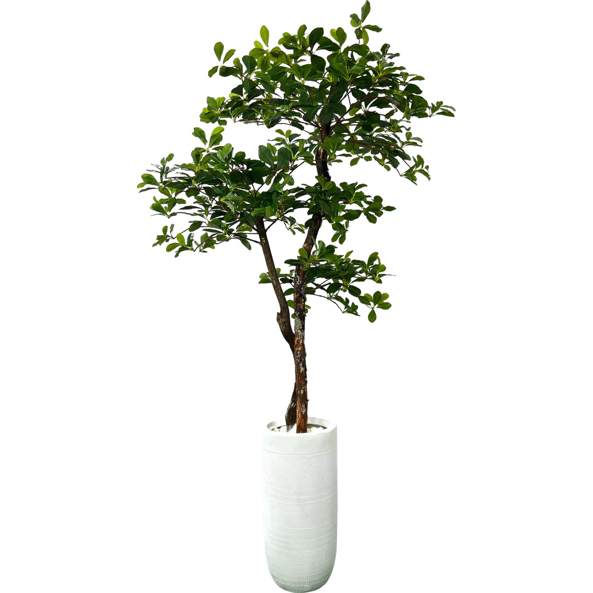 60" H Silk Artificial Olive Tree | Wayfair North America