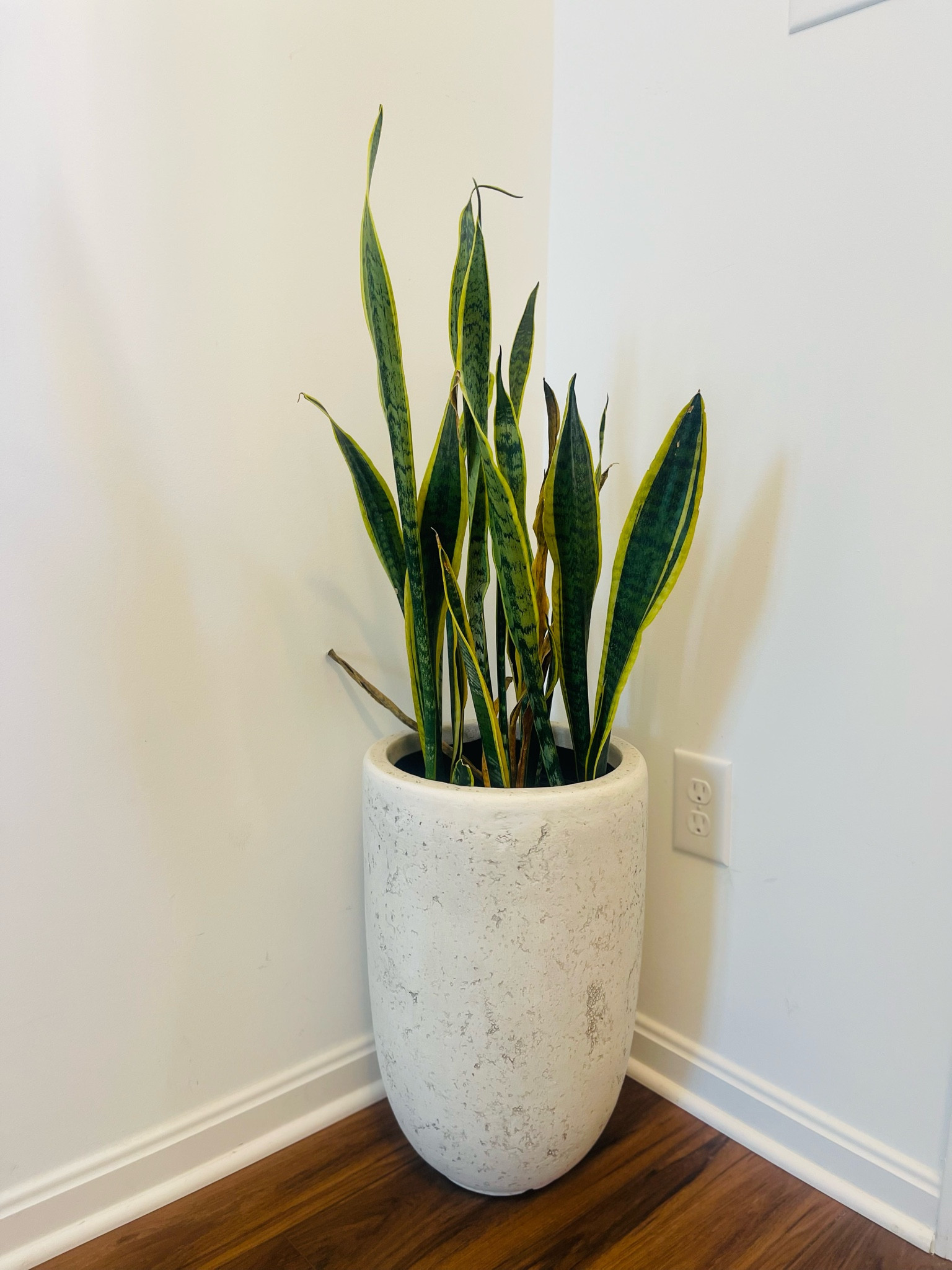 The easiest plant ever! Pot linked here! 

#LTKhome #LTKfamily #LTKFind