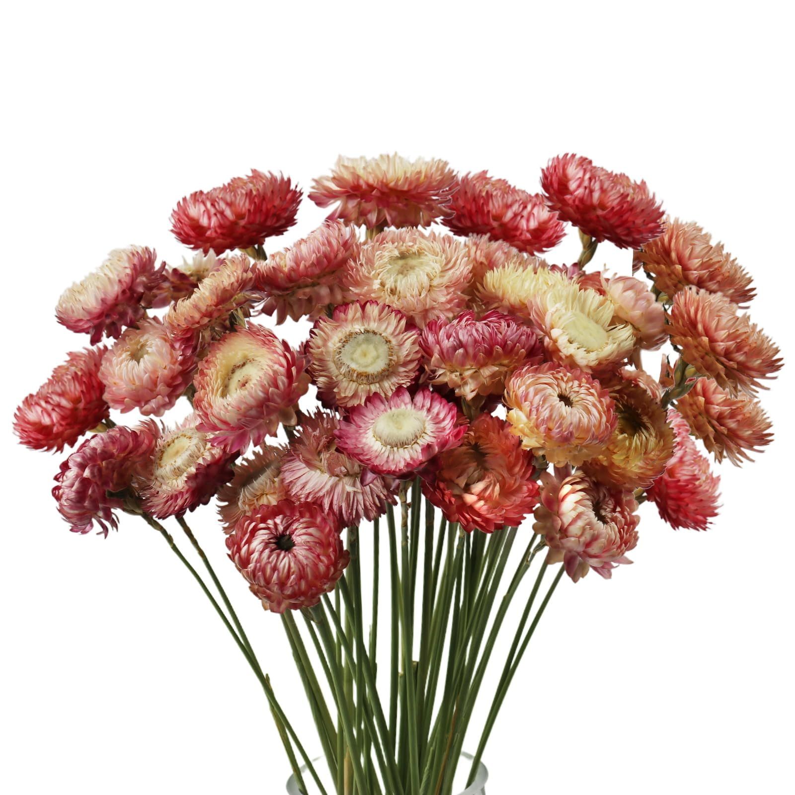 Dried Flower 40PCS Daisy Bouquet 100% Natural Chrysanthemum Dry Flower for Vase Home décor Party... | Amazon (US)