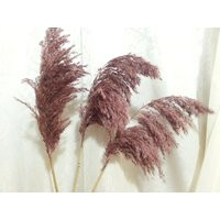 Pampas Grass/African Violet Color/Dried Flowers/Dried Pampas Grass/Wedding Decor/Dried Bouquet/Dry F | Etsy (US)