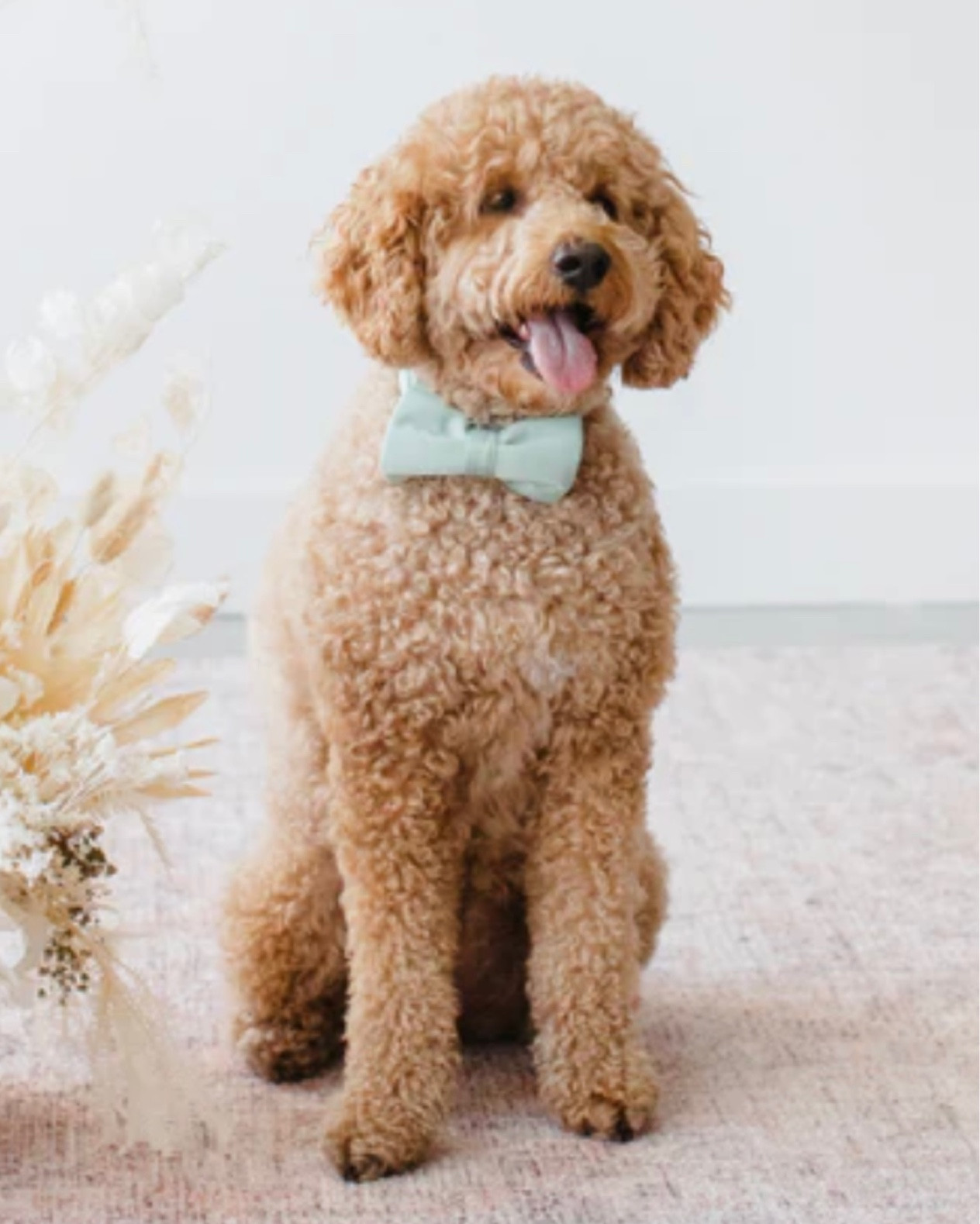 Birdy Grey Bridal Party Accessories 🌿

Wedding planning | bridesmaid dresses | mix and match bridesmaid | bridal looks | bridal party | sage green wedding | wedding accessories | gifts for bridal party | birdy grey | dog outfit for wedding | dog bow | wedding outfit for dogs

#LTKstyletip #LTKwedding