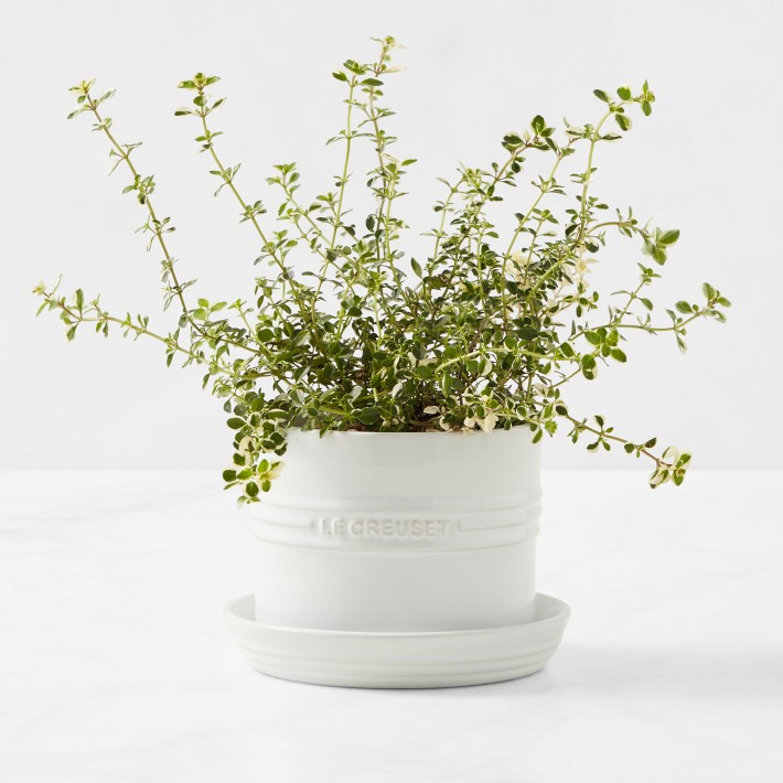 Le Creuset Herb Planter with Tray | Williams-Sonoma