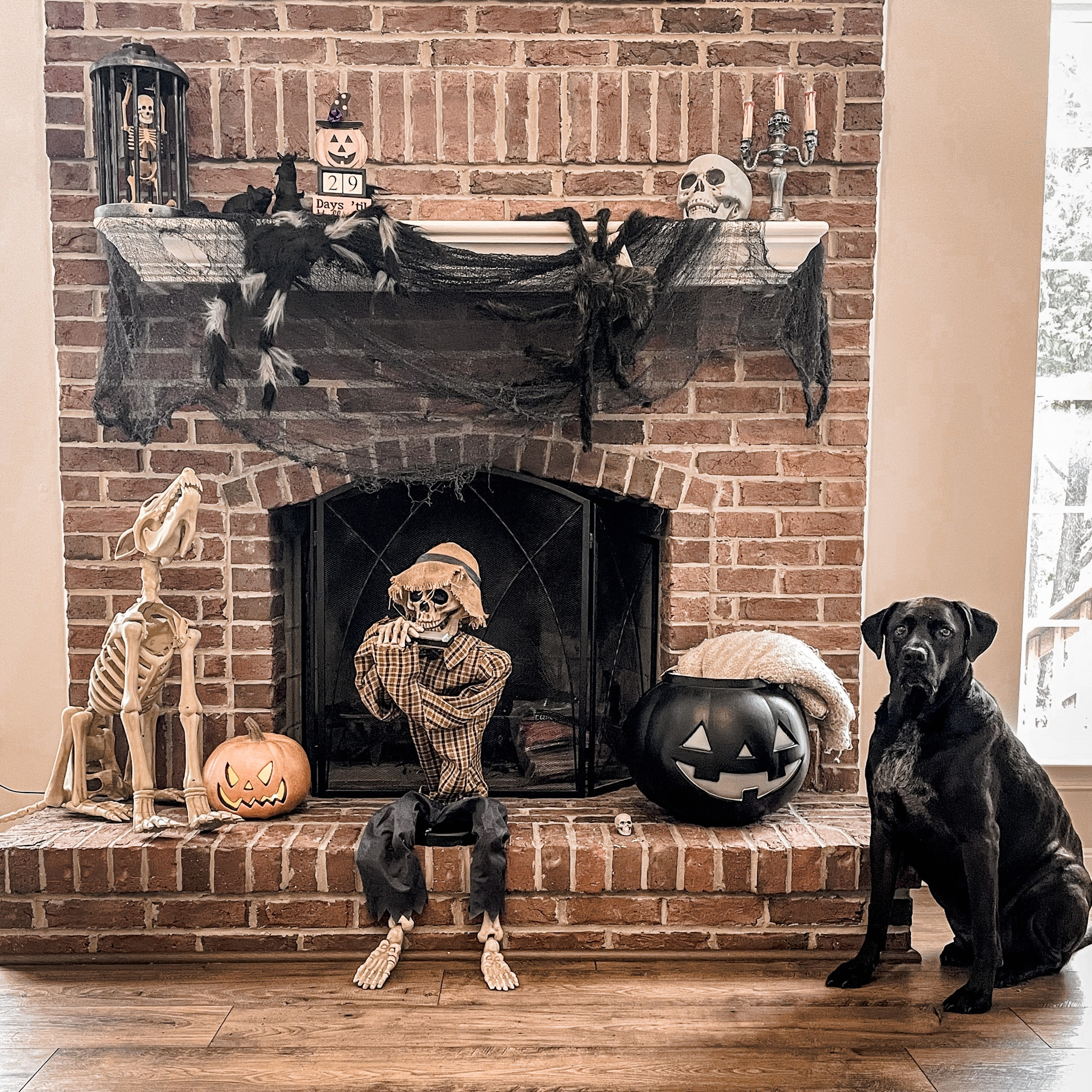 Skeletons, Halloween decor, pumpkin 

#LTKHalloween #LTKSeasonal #LTKhome