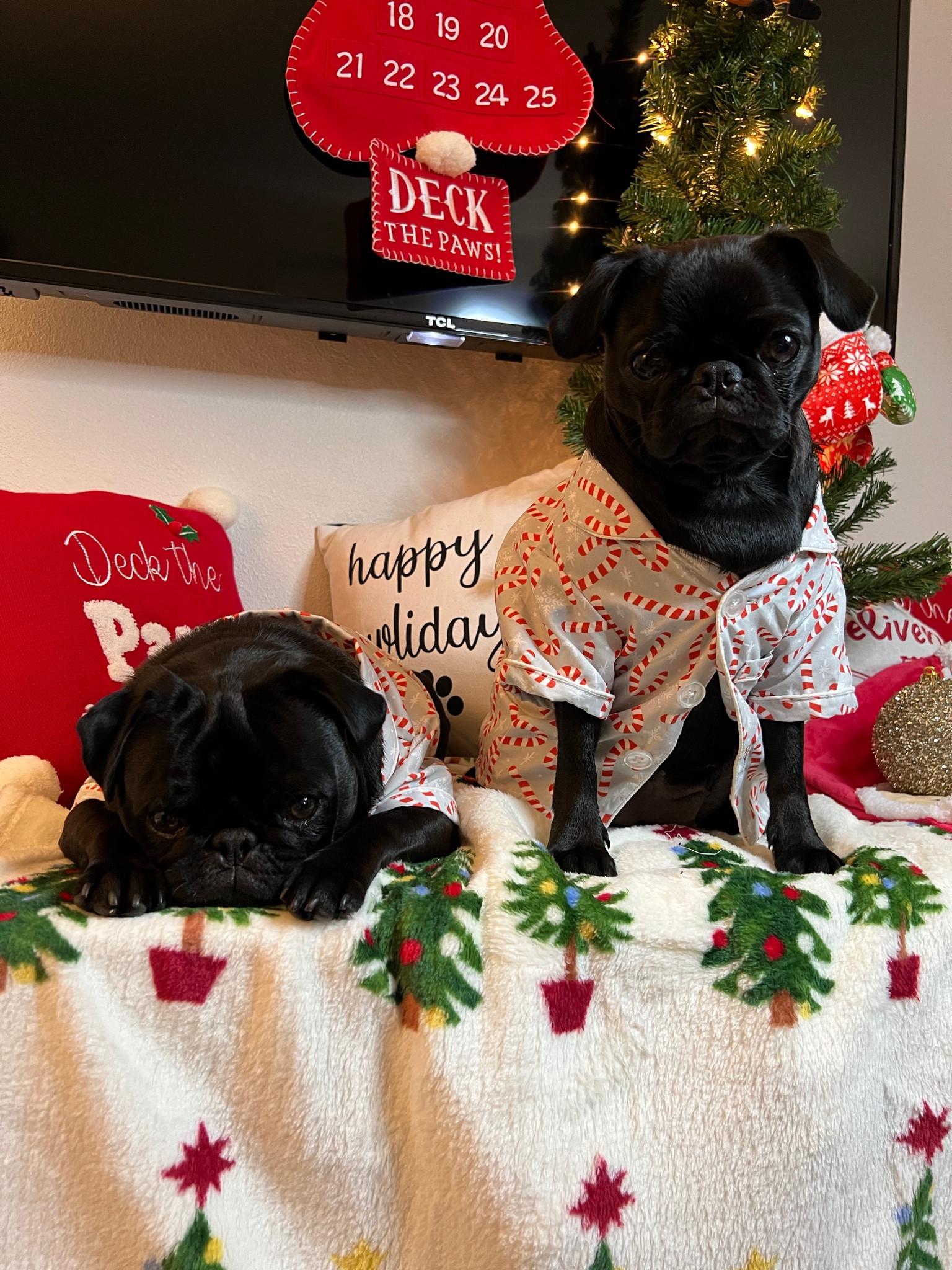 Happy Howlidays! 
#pugs #pets #dogs #puppy 

#LTKunder100 #LTKHoliday #LTKSeasonal