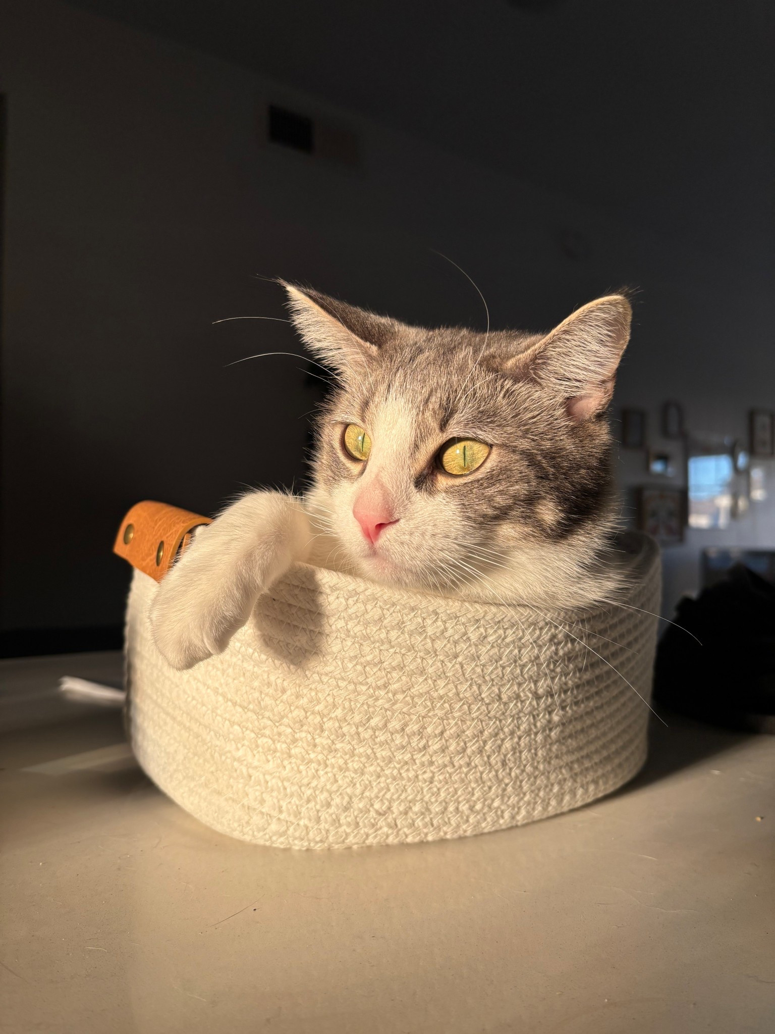 Golden hour in a basket 💛

#LTKHalloween #LTKFindsUnder50 #LTKSeasonal