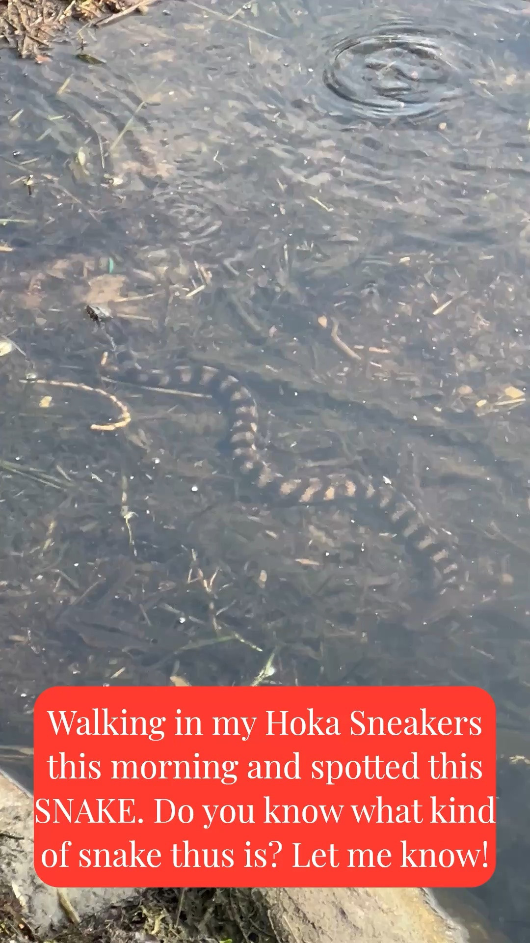 Walking in my Hoka sneakers this morning, I saw this snake. I have no idea what kind of snake this is? If you do, let me know!

Linking my Hoka sneakers!

#LTKSeasonal #LTKOver40 #LTKSaleAlert #LTKMothersDay #LTKTravel #LTKfitnessgoals #LTKActive #LTKvlog