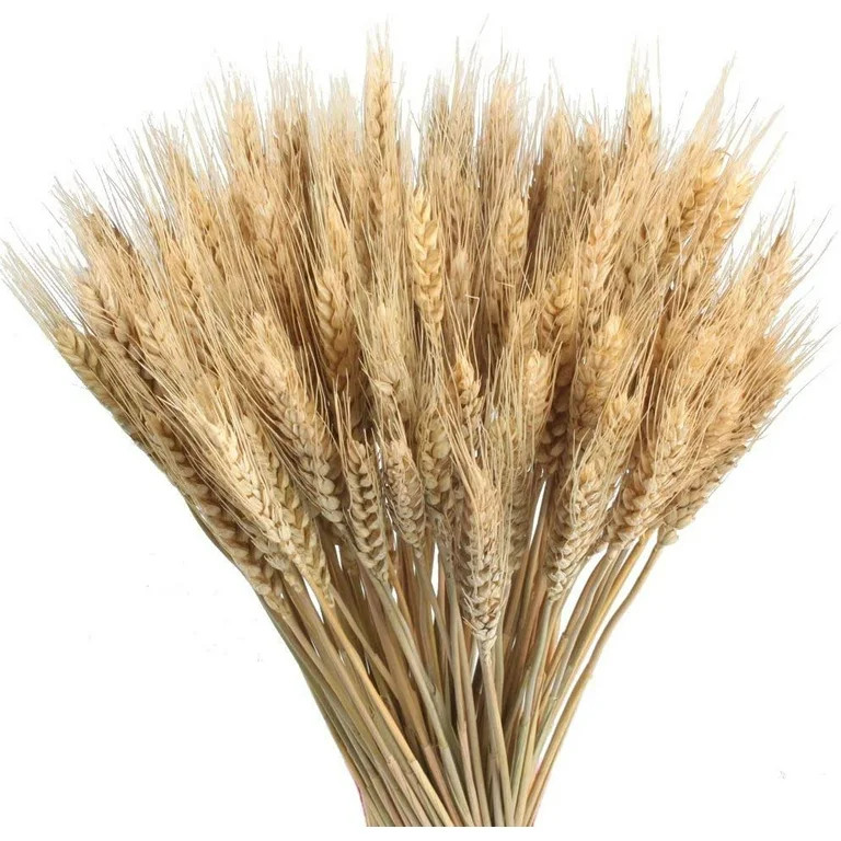 100 Pieces Natural Dried Wheat Stalks Golden Wheat Sheaves Stems Fall Harvest Wheat Bouquet Bunch... | Walmart (US)