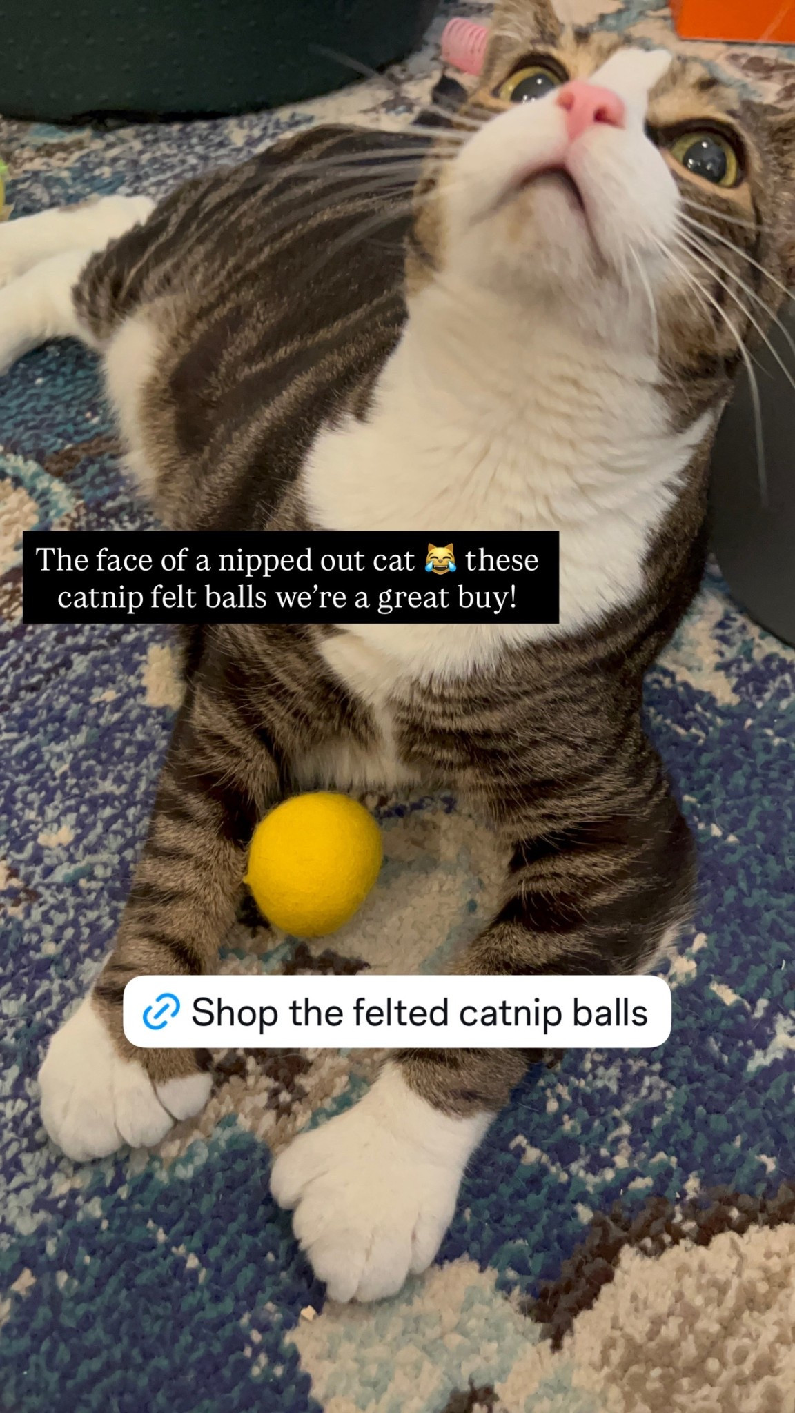 The face of a nipped out cat 😹 these catnip felt balls we’re a great buy! 

#LTKPets #LTKFamily #LTKHome