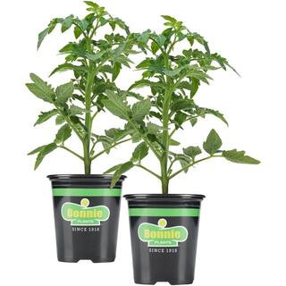 Organic Red Husky Cherry Tomato 19.3 oz. 2-Pack Live Plants | The Home Depot