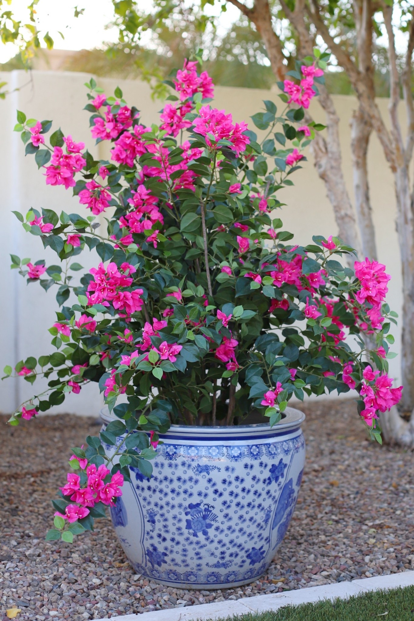 This viral faux bougainvillea plant is available on Home Depot’s website! 

#LTKFindsUnder100 #LTKSaleAlert #LTKHome