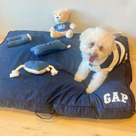 My little rescue dog Buddy fills our empty nest with joy and affection. 🥰
I’m returning the love by treating him to new pet clothes, toys and a comfy new dog bed from GAP pets - an exclusive collection found on @Walmart
#walmartpartner #welcometoyourwalmart
🐶🐾

#LTKunder50 #LTKFind #LTKhome
