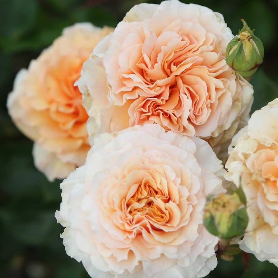 Heirloom Roses | Amazon (US)