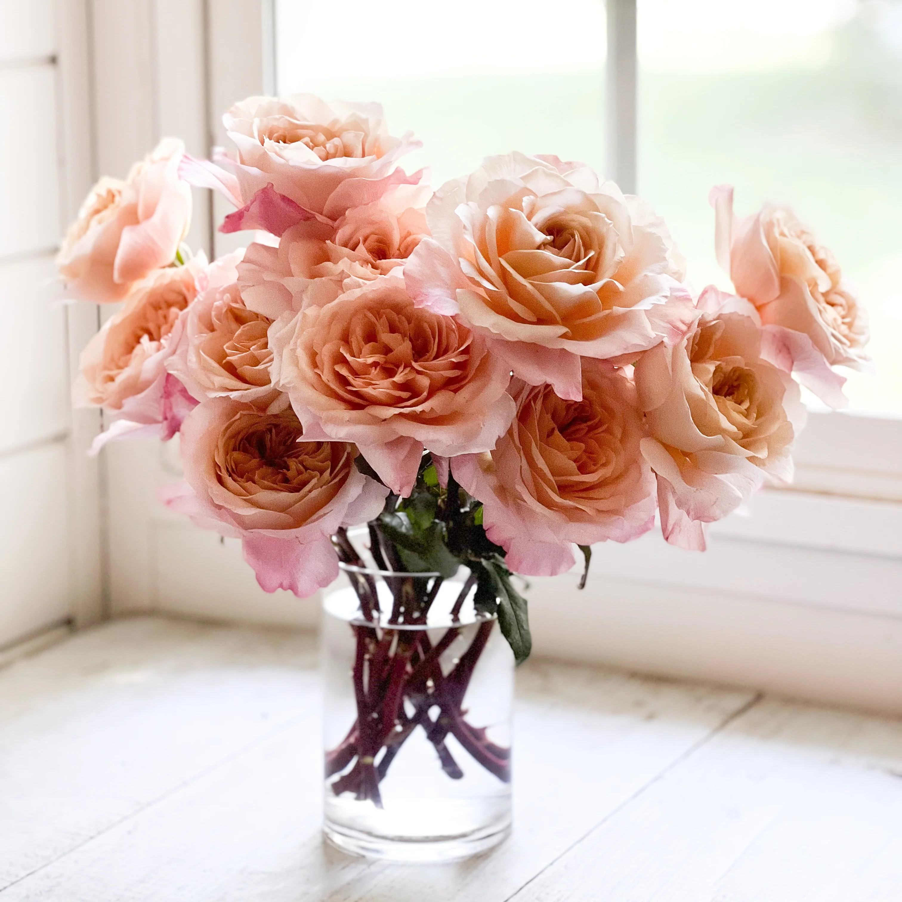 Miyabi Brown | Grace Rose Farm