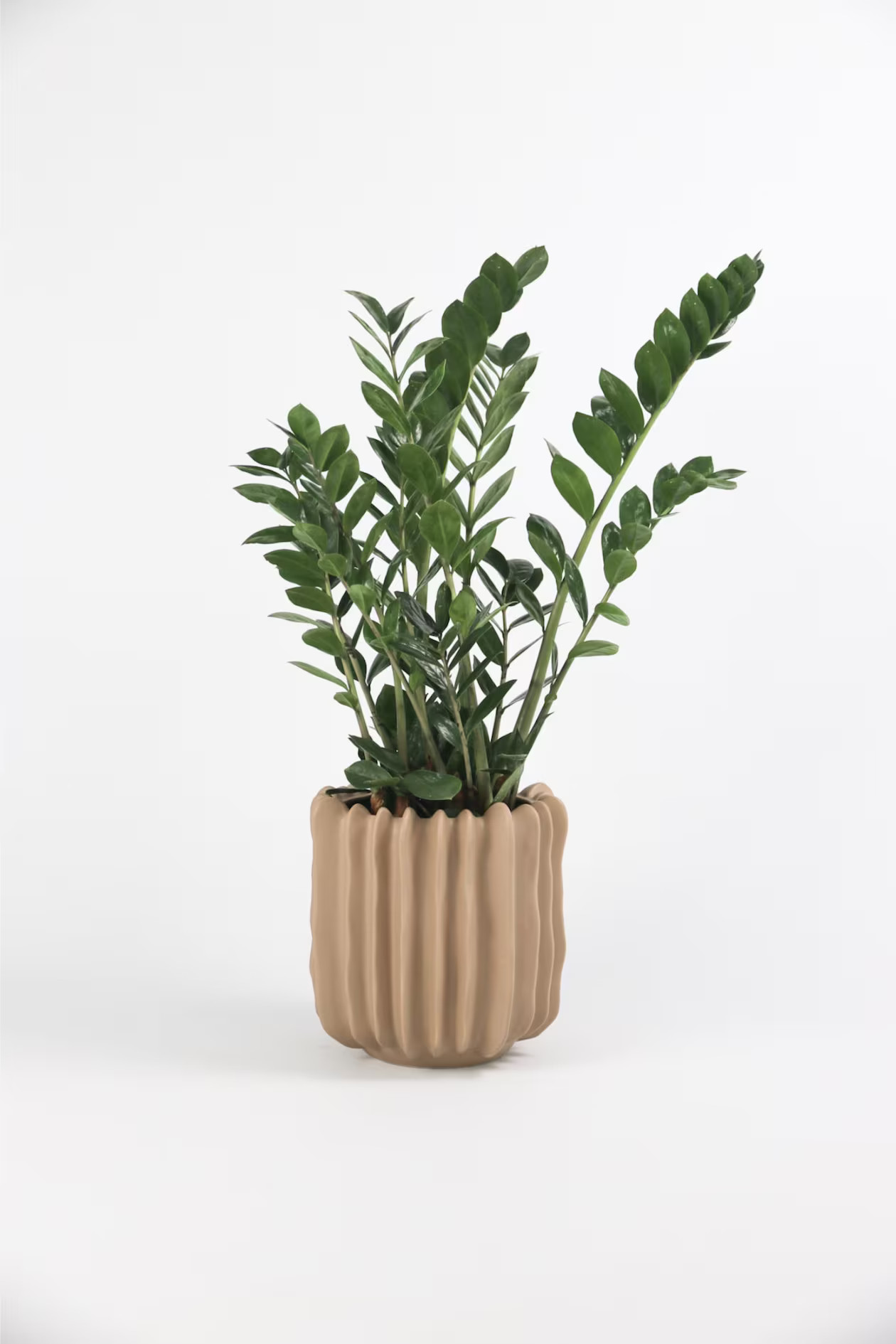 Zamioculcas Emerald | H&M (UK, MY, IN, SG, PH, TW, HK)