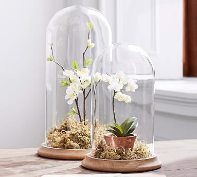 Wood Cloche | Pottery Barn (US)