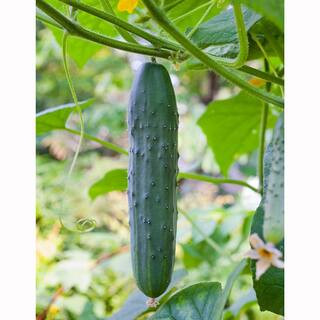 Bonnie Plants 19.3 oz. Straight 8 Cucumber Plant-4203 - The Home Depot | The Home Depot