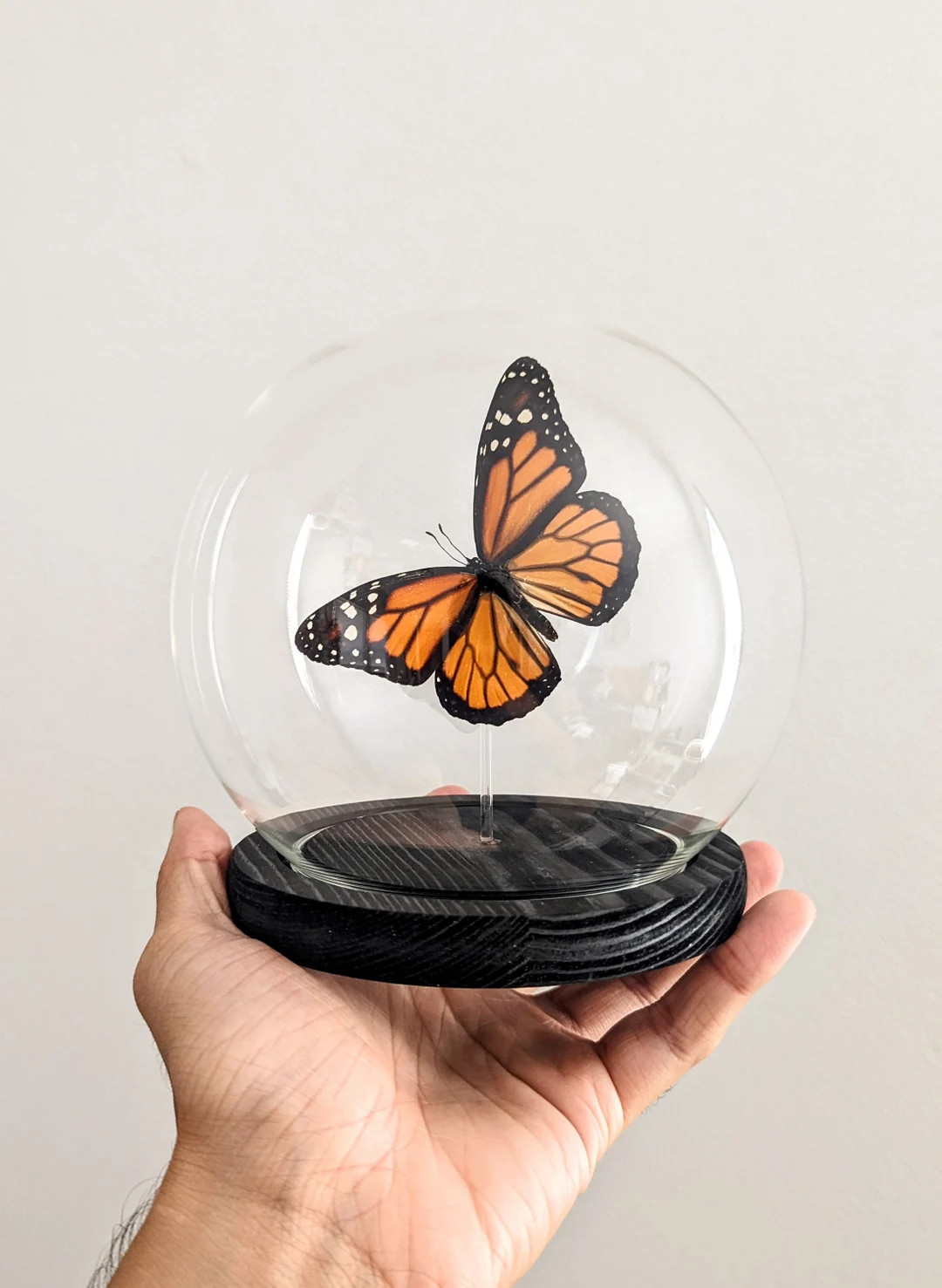 Monarch Butterfly in Glass Globe - Etsy | Etsy (US)
