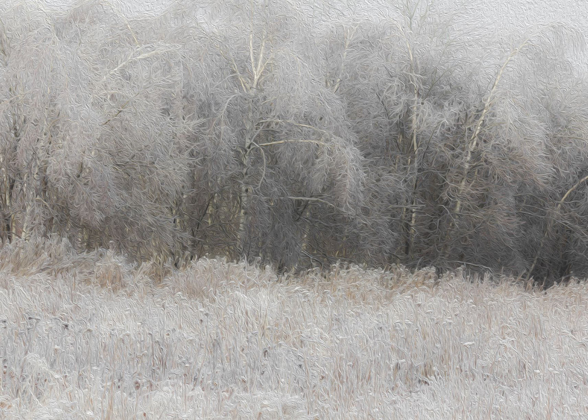 Frost | Collection Prints