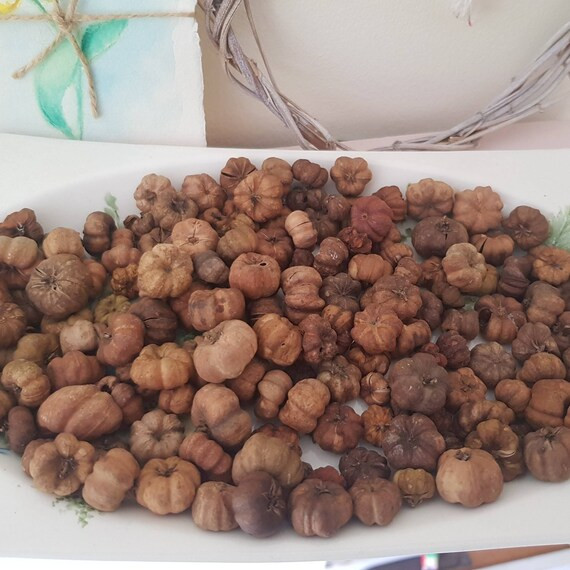 Dried Baby Pumpkins Scented With Pumpkin Spice Oil Autumn - Etsy | Etsy (US)