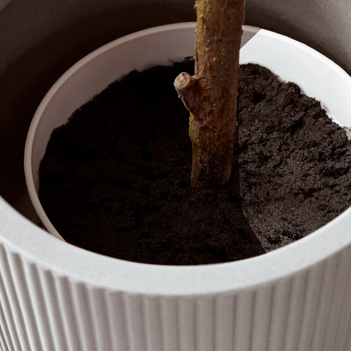 Faux Potted Olive Tree | West Elm (US)