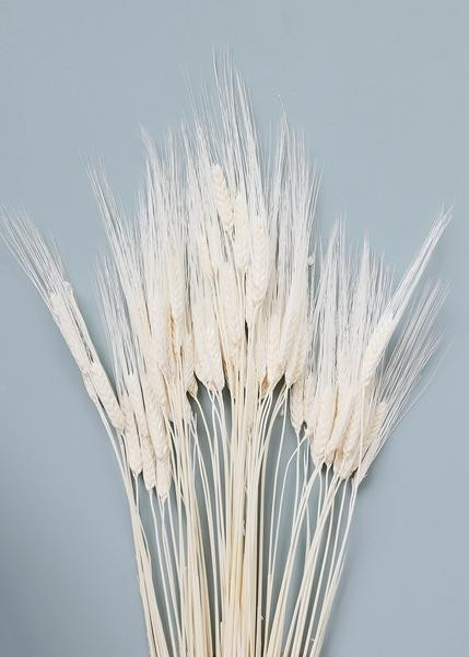 Bleached Triticum Wheat | Afloral (US)