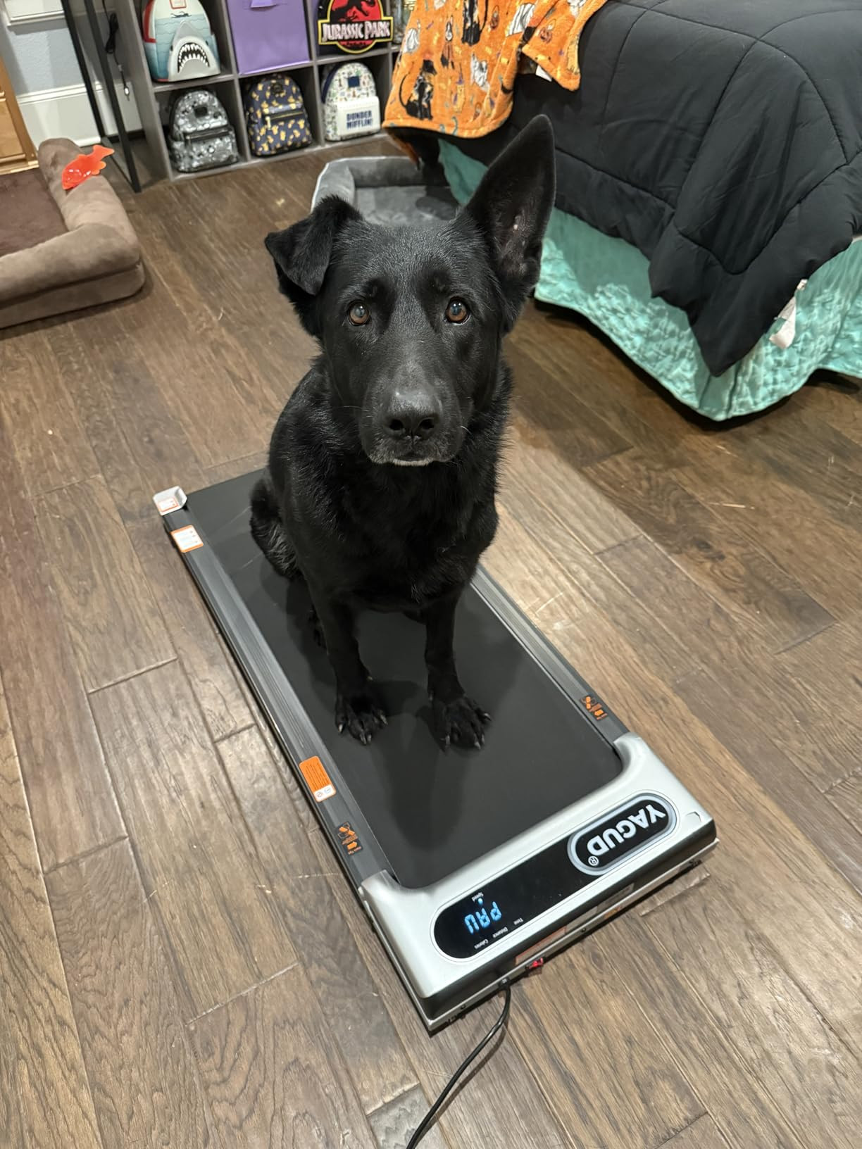 Under Desk Treadmill, Walking Pad for Home and Office, 2.5 HP Portable Walking Jogging Running Ma... | Amazon (US)