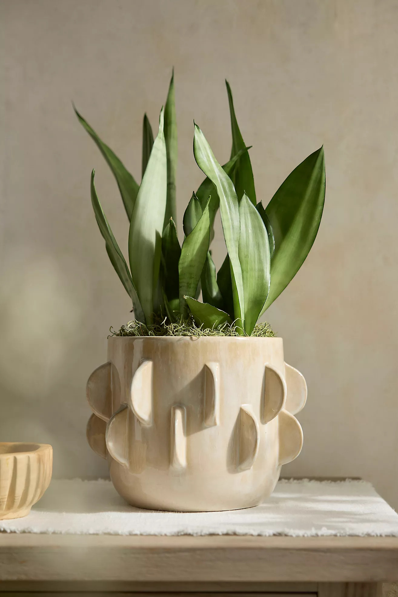 Paddle Ceramic Cylinder Planter | Anthropologie (US)